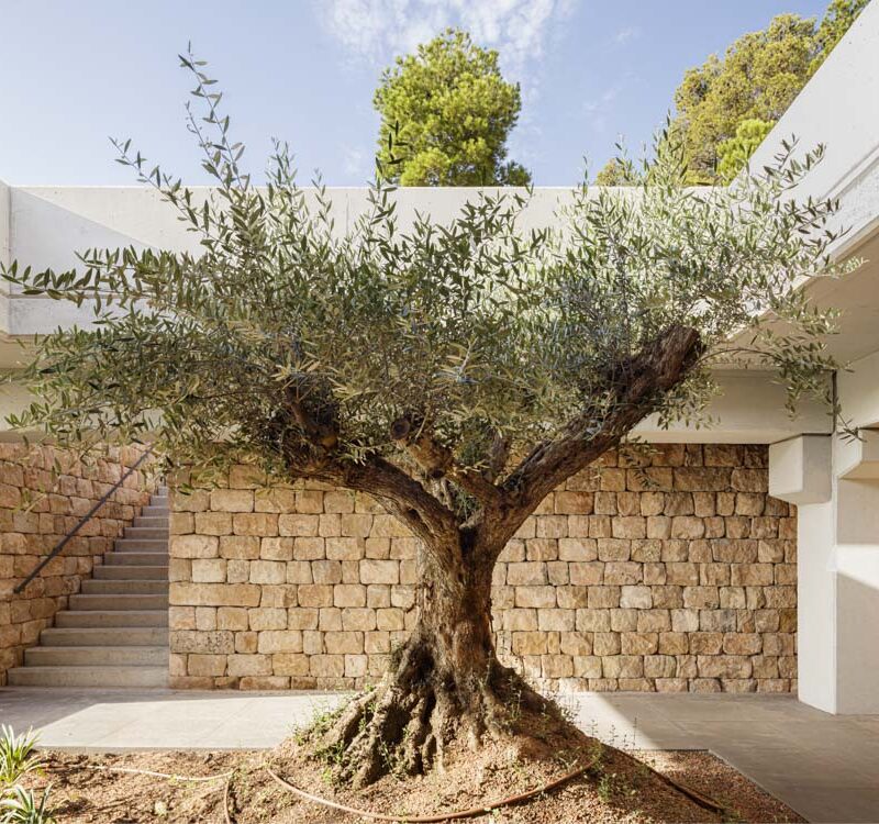 De Buena Planta - Cuadrat Valley