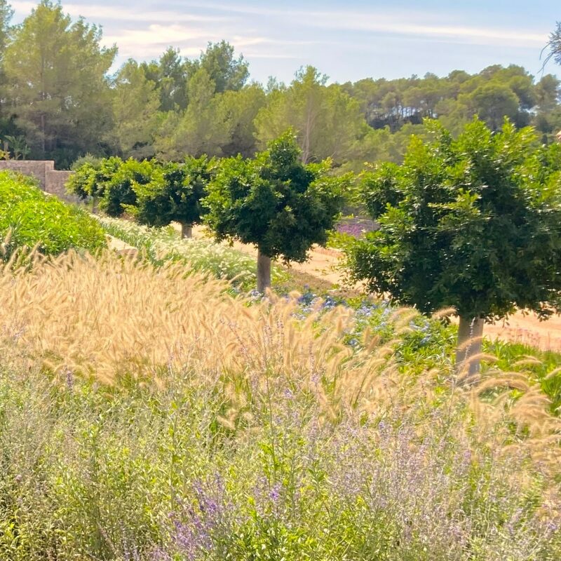 De Buena Planta - Casa en Ibiza