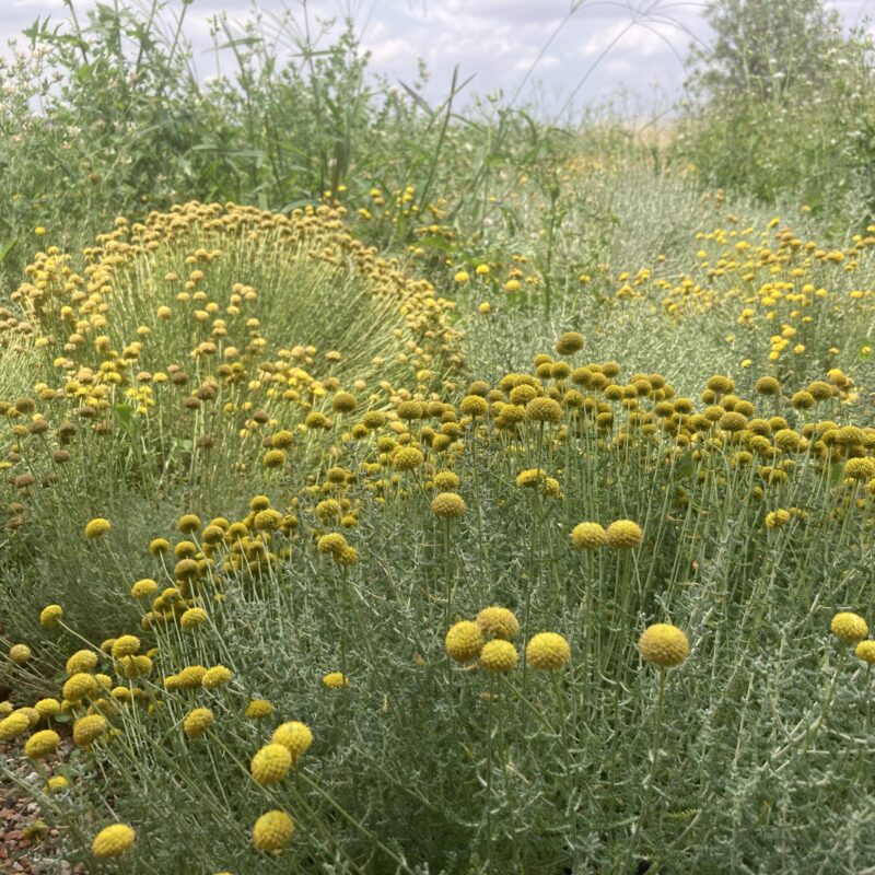 De Buena Planta - Cuadrat Valley