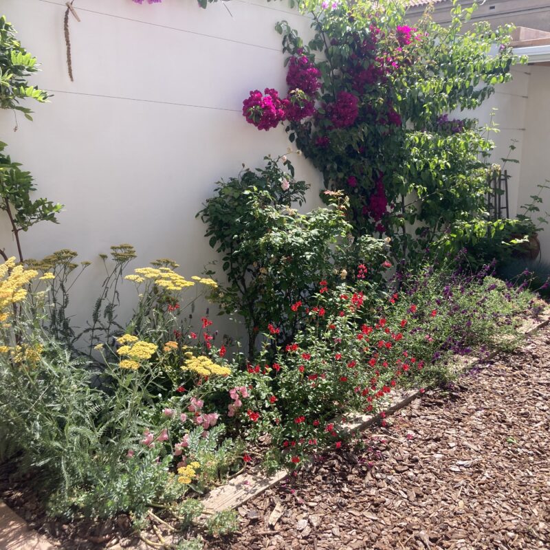 De Buena Planta - Jardín Valeta