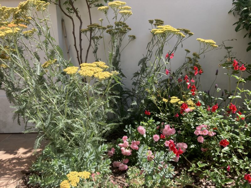 De Buena Planta - Jardín Valeta