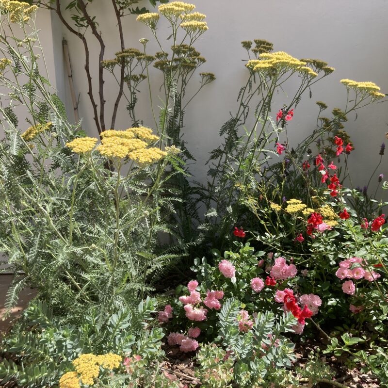 De Buena Planta - Jardín Valeta