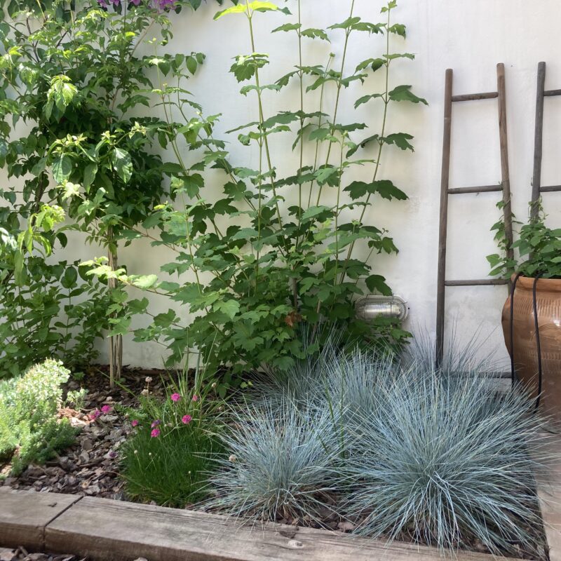 De Buena Planta - Jardín Valeta