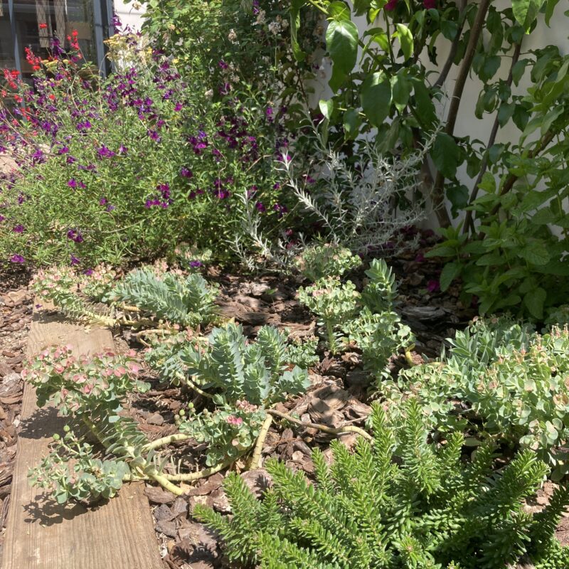 De Buena Planta - Jardín Valeta